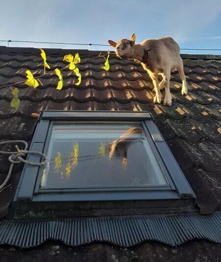 Koza "útěkářka" na střeše, foto HZS LK